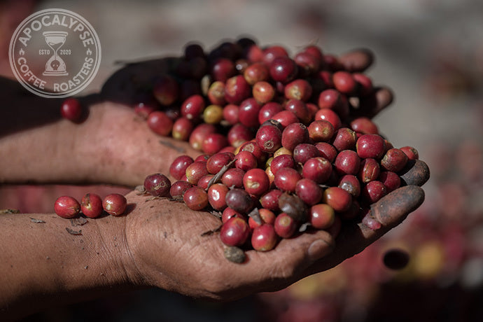 Organic Coffee