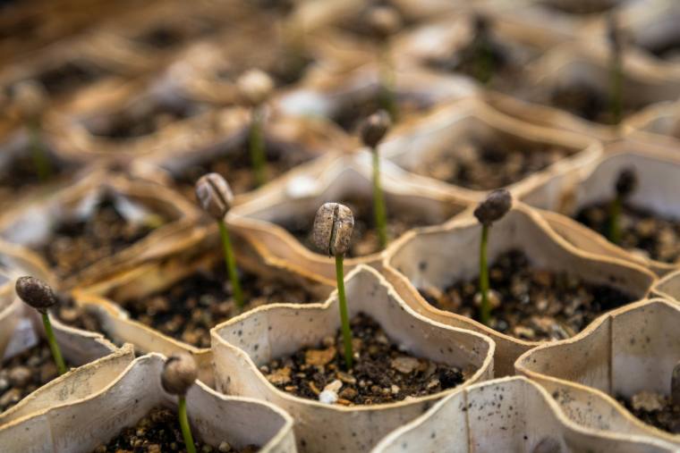 Coffee seedlings sprouting
